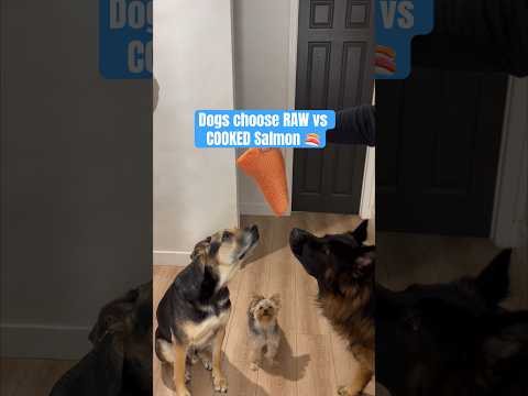 Can Dogs Eat Sal On