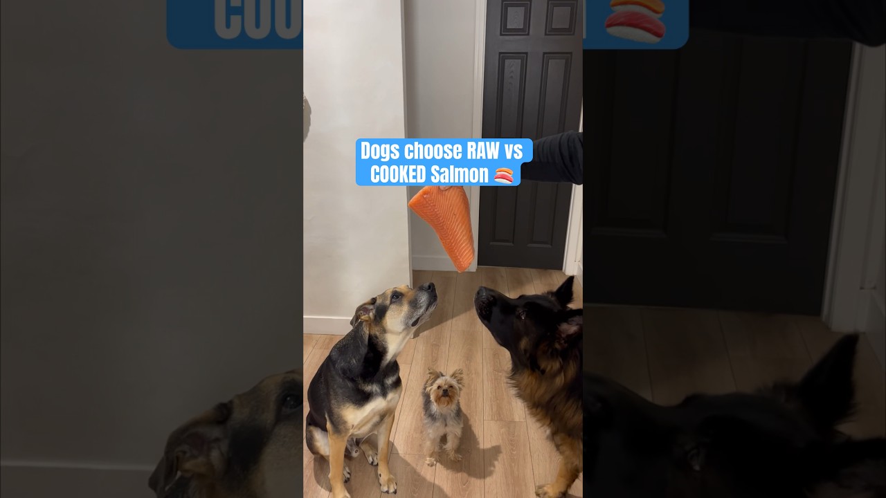 Dogs choose RAW VS COOKED Salmon 🍣 🤔🤤 