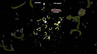 GIANT Euglena Colony Under Microscope! #biology #science #microscope