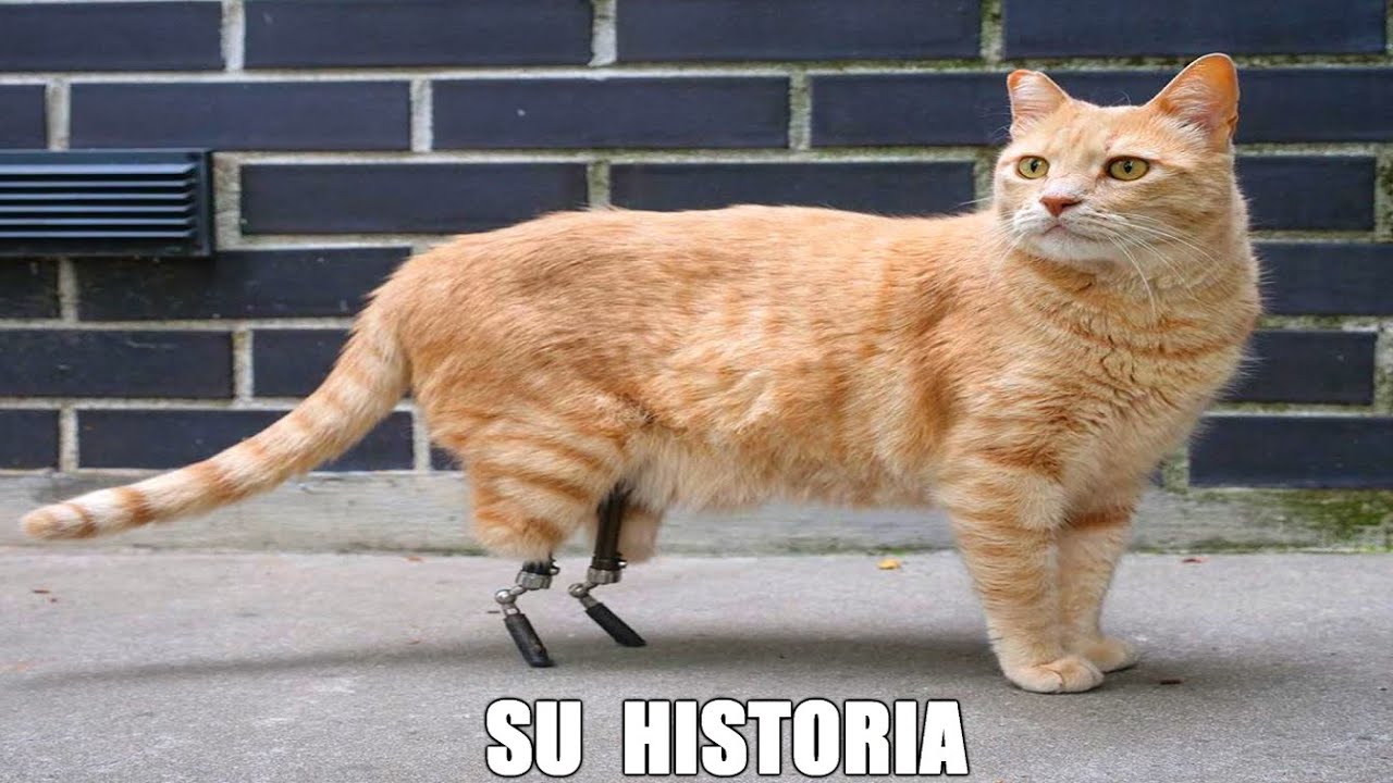 ⁣VITO, EL GATO BIÓNICO