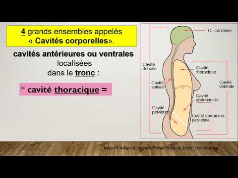 Vidéo: Anatomie, Définition Et Fonction Des Verres - Cartes Corporelles