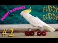 Подборка Приколов #2 Выпуск. Говорящие Попугаи. Talking Parrots