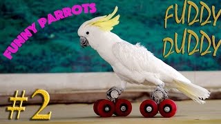 Подборка Приколов #2 Выпуск. Говорящие Попугаи. Talking Parrots
