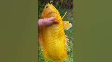 Yellow Perch - Cá Rô Vàng
