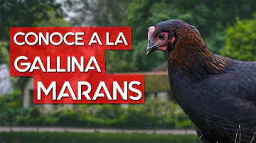 ¿Cómo es una gallina Maran de cobre negro?