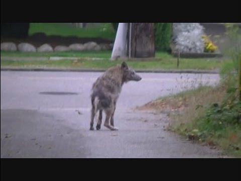 Video: Fåren Som överlevde I Kolomensky-distriktet Efter Chupacabras Attack Dog Efter Varandra - Alternativ Vy