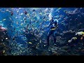 Live Coral Reef Cam | California Academy of Sciences