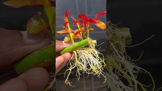 Best skill for grow rose plant from cutting at home ||#gerden #gerdening #reelsvideoシ #flowers