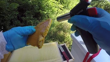 Waxing my Flow Frames 2 different ways  Lets see if this helps the bees