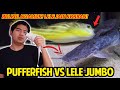 NGAMUK! IKAN BUNTAL FAHAKA VS LELE JUMBO DALAM SATU TANK! BULBUL MENGAMUK KANDANGNYA DIGANGGU!