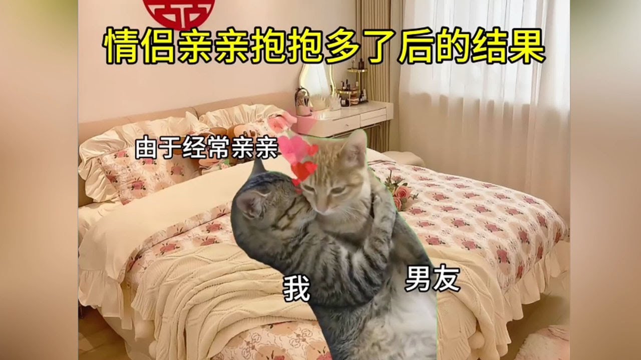 情侣亲亲抱抱多了后的结果#cat #funny #cute - YouTube