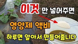 고추토마토가지호박 영양제액비 이것만 넣어주면 하루면 만들 수 있습니다 초간단발효 영양제 만들기