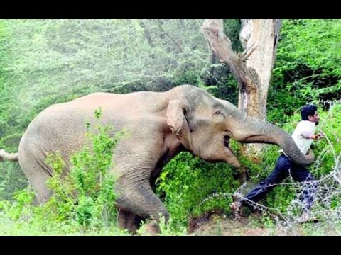 Valparai elephant whatsapp status tamil  Elephant valparai elephant attack valparai whatsapp status