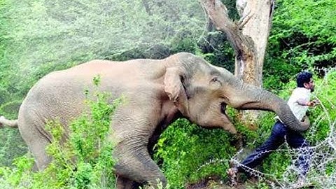 valparai elephant whatsapp status tamil | Elephant valparai elephant attack valparai whatsapp status