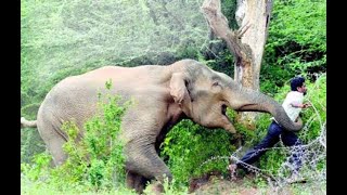 valparai elephant whatsapp status tamil | Elephant valparai elephant attack valparai whatsapp status screenshot 3