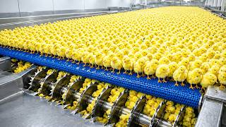 Inside a Chicken Mega Factory: From Egg Incubation to Massive Broiler Production (Full Process)