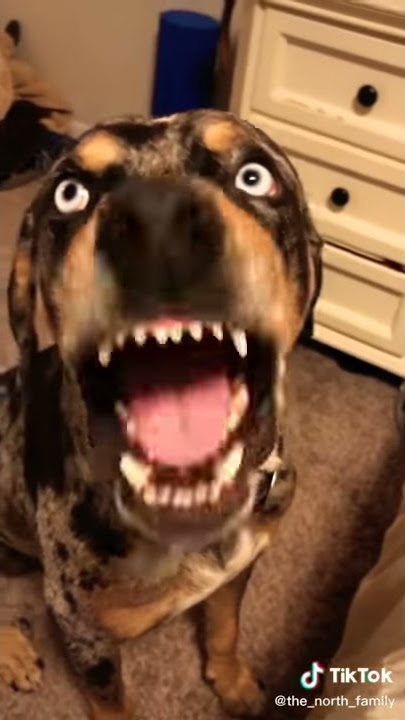 My Talking Dog 🐕