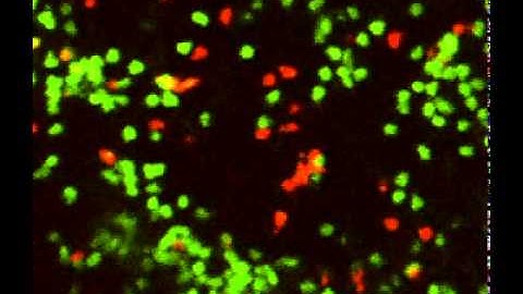 Choreography of Cell Motility and Interaction Dynamics: Supplemental Video for Figure 4a