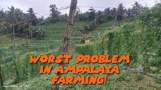 PINAKA WORST PROBLEM SA AMPALAYA FARMING NA WALANG SOLUTION || REAL TALK IN FARMING