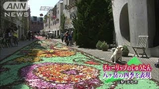 チューリップの花びら