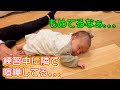 うつ伏せ練習してたらお兄ちゃんとお姉ちゃんが喧嘩し始めたｗ生後3ヶ月赤ちゃん