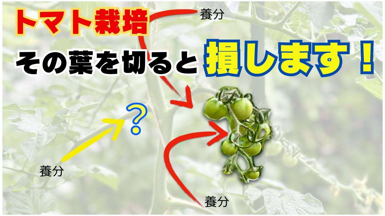 【トマト栽培】葉かき、どの葉を落とすべきか？を詳しく解説／葉からの養分転流／家庭菜園 Youtube 