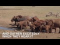 Meet the man driving hours every day to give water to elephants