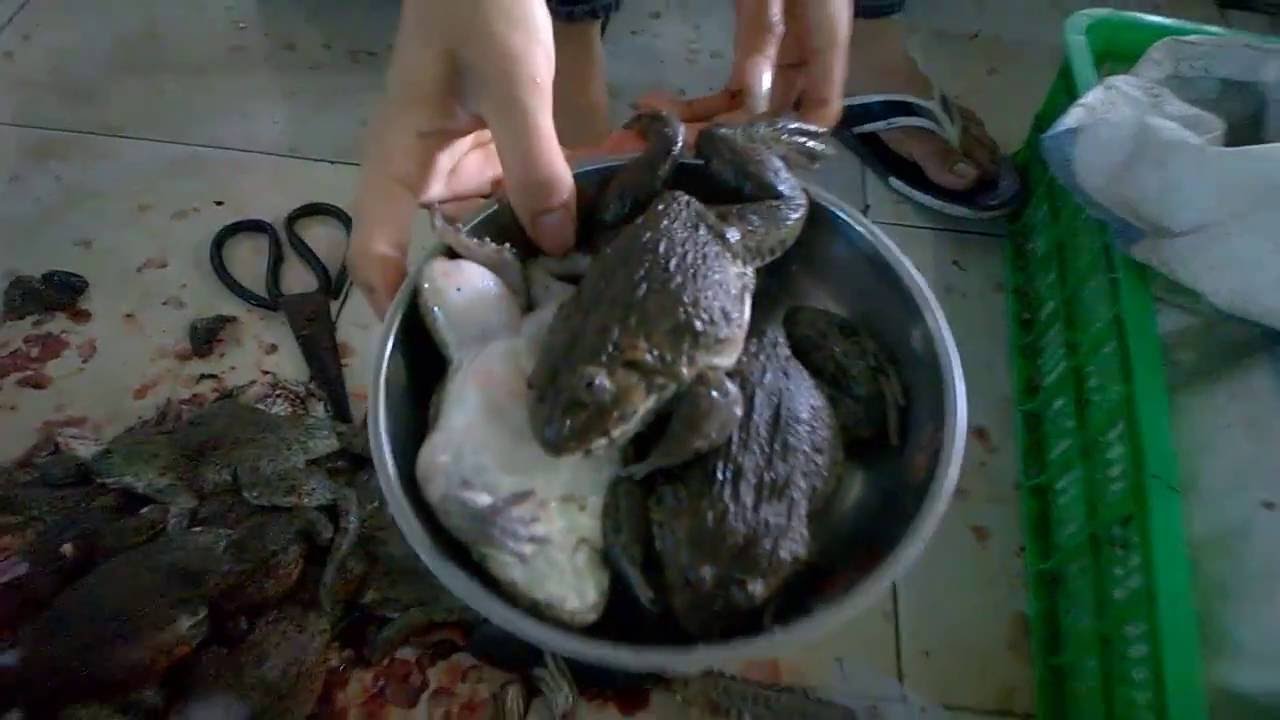 How to prepare a frog for a cooking YouTube
