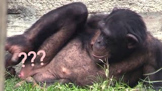 🐸🐸🐸？？？Chimpanzee Daily|Taipei zoo#黑猩猩 #chimpanzee #animals #台北市立動物園 #zoo