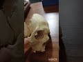 para nasal sinus