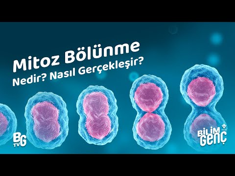 Mitoz Bölünme Nedir? Nasıl Gerçekleşir?