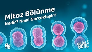 Mitoz Bölünme Nedir? Nasıl Gerçekleşir?