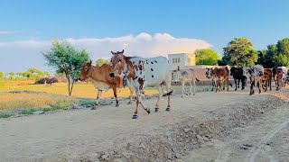 Cow in village || Village life || cholistani cow