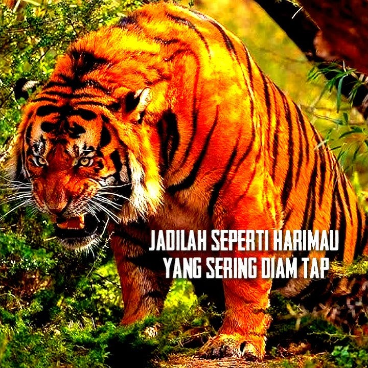 BARU STORY WA EDITAN KINEMASTER MACAN VERSI SOLAWAT LIR ILIR