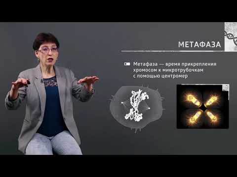 1 6  Передача наследственной информации  Митоз