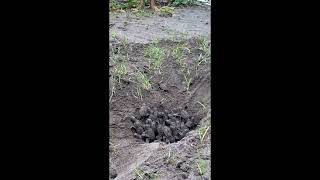Hawksbill Emergence
