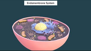 Famous Class 9 - Biology - Cell Structure and Functions - Endomembrane system Profile