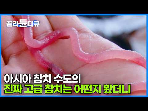 거대 참치만 취급한다! 탐지기도 없이 쪽배 하나로 아시아의 참치 수도된 나라의 독특한 낚시｜비싼 고급 참치 어디서 왔을까?｜인간과바다｜#골라듄다큐