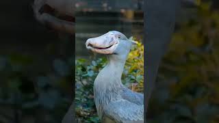 Pabuç Gaga Kuşu Sesi Shoebill Sound