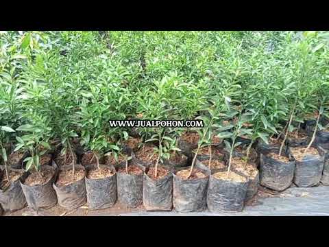 Jual Bibit Jeruk Nagami Unggulan, Harga Bersahabat, Kualitas Terbaik!