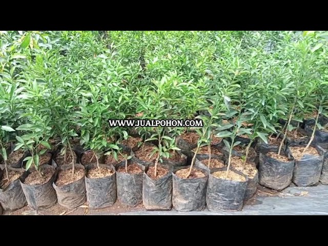 Jual Bibit Jeruk Nagami Unggulan, Harga Bersahabat, Kualitas Terbaik!
