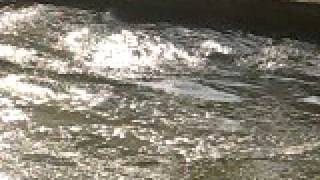Hippo.avi