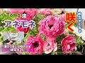 「アネモネ育て方」アネモネをめちゃくちゃ咲かせたければ コレ追肥してください 「ブームの予感?」Toms流アネモネ育て方