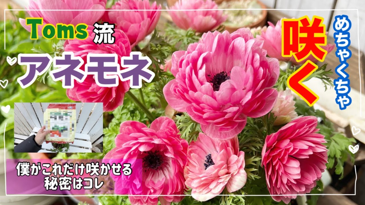 「アネモネ育て方」アネモネをめちゃくちゃ咲かせたければ コレ追肥してください 「ブームの予感?」Toms流アネモネ育て方