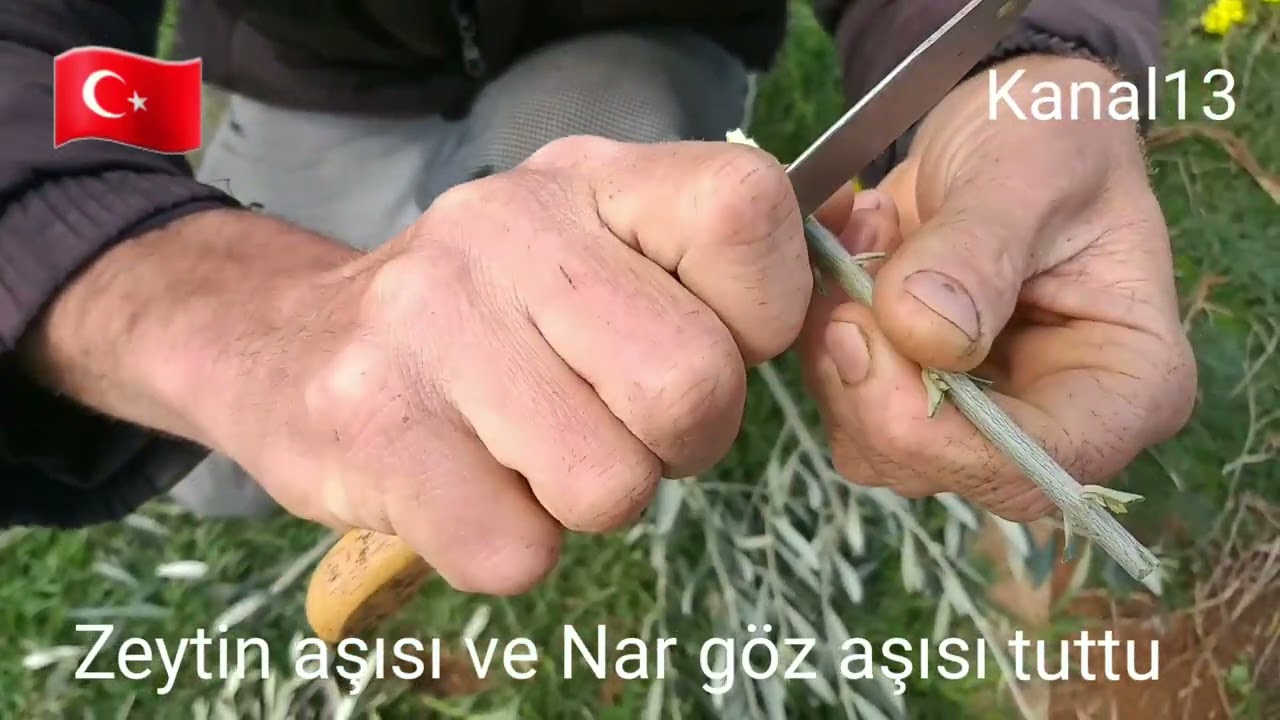 Zeytine Kabuk altı Osmanlı aşısı Nasıl olur? Nar göz aşısı tutmuş Meşhur Aşıcı Ali Kavuş 22-4- 2022.