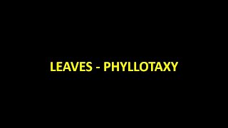 Leaves   Phyllotaxy