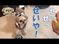 【犬芸】霜降り明星・せいや 掛け声に合わせてベルを鳴らす(オマケの歌付き) - Ring the bell to match the shout -【チワワ×シーズー】