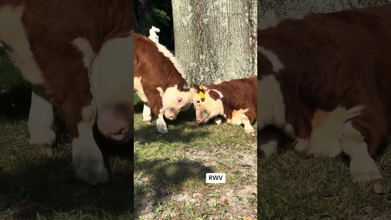 This Hereford Calf’s Reaction Is Priceless 😂🐄 