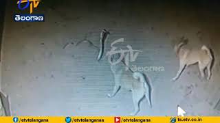 4 Dogs Saved Their Owners From Poisonous Snake | Bihar