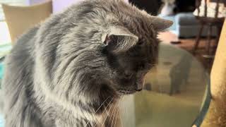 Famous I talk to my cat about her nighttime comfort clawing  Wealth